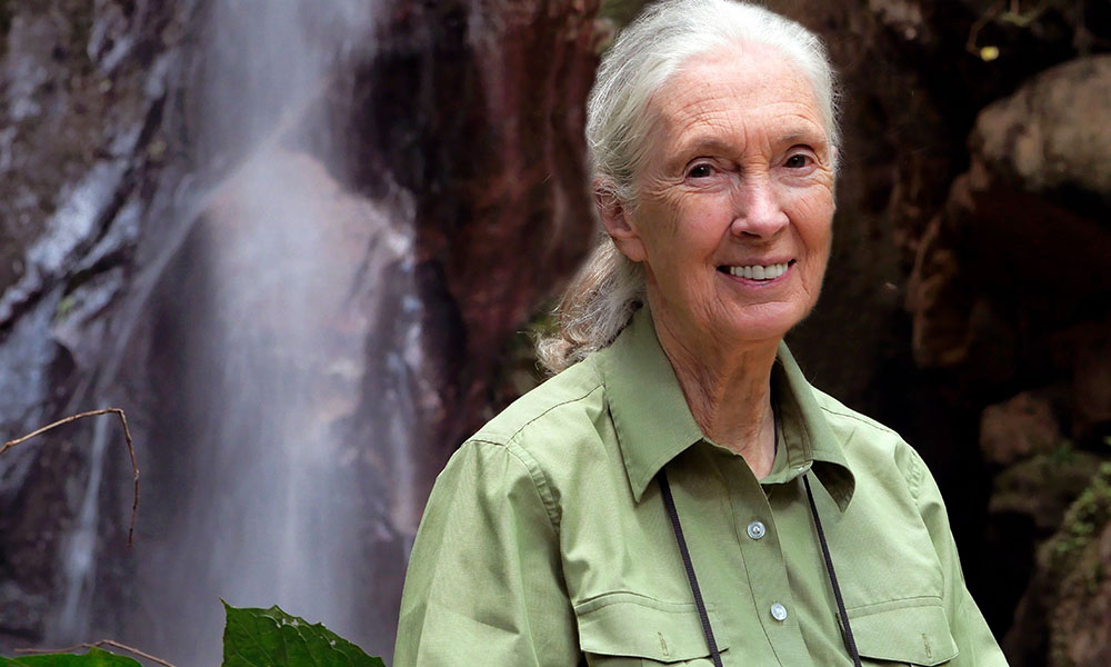 Jane Goodall Phd, DBE - credit The Jane Goodall Institute - Bill Wallauer
